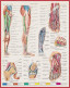 Anatomie. Homme. Membre. Membres Supérieurs Et Inférieurs. Larousse 1960. - Historical Documents