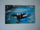 UNITED STATES    POSTCARDS SHAMU SEA WORLD'S KILLER WHALE     PURHASES 10% DISCOUNT - Other & Unclassified