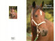 Format Spécial - 170 X 110 Mms - Animaux - Chevaux - Carte Anniversaire - Portrait - Tête De Cheval - Carte Neuve - Frai - Horses