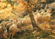Animaux - Moutons - Troupeau De Moutons - CPM - Voir Scans Recto-Verso - Autres & Non Classés