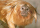 Animaux - Singes - Golden Lion Tamarin - Taken At Jersey Wildlife Preservation Trust By Phillip Coffey - Carte Neuve - C - Singes