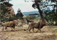 Animaux - Fauves - Lion - Réserve Africaine De Sigean - Zoo - CPM - Voir Scans Recto-Verso - Leones