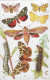 Papillons Et Chenilles Sur Tuck's Post Card (prédécoupés Détachable) Illustrateur N. BRABY . Carte Très Bon état. - Schmetterlinge