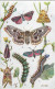Papillons Et Chenilles Sur Tuck's Post Card (prédécoupés Détachable) Illustrateur N. BRABY . Carte Très Bon état. - Butterflies