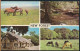 °°° 30912 - UK - NEW FOREST - VIEWS - 1967 With Stamps °°° - Otros & Sin Clasificación