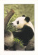 Le Grand Panda - Autres & Non Classés