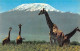 Tanganyika - African Wild Life - Giraffe Against Mt. Kilimanjaro - Publ. Sapra Studio 140 - Tanzanía
