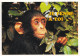 Un Chimpanzé - Singes