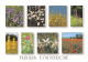 63  Fleurs Du Puy De Dôme  Clermont-Ferrand Ambert Thiers Issoire Royat (Scan R/V) N°   51   \MT9114 - Le Mont Dore