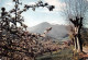 66 Prades Le PIC Du CANIGOU  Le Massif Au Printemps (Scan R/V) N°   21   \MT9130 - Prades