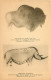 24 Dordogne  Bison Peint En Rouge Et En Noir Rhinocéros Tichorhinus        N° 14 \MN6035 - Andere & Zonder Classificatie