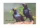 VOGEL - OISEAU - BIRD : PURPERKOPGLANSSPREEUW  (2 Scans) (15.424) - Birds