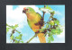 VOGEL - OISEAU - BIRD : GOUDVOORHOOFDPARKIET  (2 Scans) (15.429) - Birds