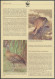 WWF Bahamas 672-675 Tiere Vögel Pfeifgans Kpl. Kapitel Bestehend - Bahamas (1973-...)