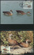 Delcampe - WWF Bahamas 672-675 Tiere Vögel Pfeifgans Kpl. Kapitel Bestehend - Bahamas (1973-...)
