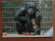 Zoo, Dierenpark, Tierpark / Zoologischer Garten Basel, Schimpansenmutter Mit Kind --> Written - Scimmie