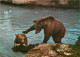 Animaux - Ours - Tiere Des Nationalparks - Braunbaren - Zoo - Bear - CPM - Voir Scans Recto-Verso - Bären