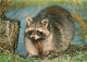 Animaux - Raton Laveur - Raccoon - CPM - Voir Scans Recto-Verso - Other & Unclassified