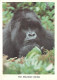 Animaux - Singes - Rwanda - The Mountain Gorilla - Gorille - CPM - Voir Scans Recto-Verso - Affen