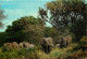 Animaux - Eléphants - East Africa African Wild Life - Voir Timbre - CPM - Voir Scans Recto-Verso - Elephants