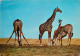 Animaux - Girafes - Etat Léger Pli Visible - CPM - Voir Scans Recto-Verso - Jirafas