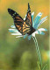 Animaux - Papillons - Fleurs - CPM - Voir Scans Recto-Verso - Butterflies