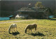 Animaux - Chevaux - Habitat Montagnard - Carte Neuve - CPM - Voir Scans Recto-Verso - Chevaux