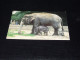 75660-         ROTTERDAM, DIERGAARDE BLIJDORP, OLIFANT / ELEPHANT - Elefanten