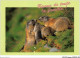 AJQP10-0997 - ANIMAUX - BISOUS DE TOUTE LA FAMILLE  - Olifanten