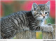 AJQP10-0962 - ANIMAUX - CHAT  - Cats