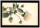 AK Blumen Gelbe Rose Zweig Blüte Knospen, Berlin 30.10.1907 - Sonstige & Ohne Zuordnung
