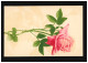 AK Blumen Strauß Rose Rosa Blüte Zweig Farbenlichtdruck, Ungebraucht - Autres & Non Classés