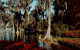 CYPRESS TREES  ( FLORIDE ) - Bomen