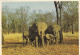ANIMAUX & FAUNE.  CPSM. ELEPHANTS."HERD OF ELEPHANTS AND THEIR CALVES "  AFRIQUE DU SUD. NATURAL GAME RESERVES - Éléphants