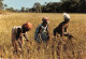  Senegal Casamance Culture Du Riz  (scan Recto Verso)NONO0006 - Sénégal