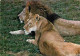 Animaux - Fauves - Lion - Réserve Du Pal De Saint Pourçain Sur Bresbre - Couple De Lions - Zoo - CPM - Voir Scans Recto- - Leeuwen