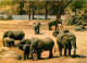 Animaux - Eléphants - Animaux D'Afrique En Liberté - Troupeau D'éléphants - CPM - Voir Scans Recto-Verso - Elefanten