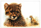 Animaux - Fauves - Guépard - Art Peinture - Illustration Giordano - Cheetah - CPM - Carte Neuve - Voir Scans Recto-Verso - Other & Unclassified
