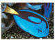 Animaux - Poissons - Aquarium De La Rochelle - 10 N - Paracanthurus Hepatus ( Poisson Chirurgien ) - Carte Neuve - CPM - - Pescados Y Crustáceos