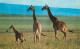 Animaux - Girafes - Parc Du W - Girafon - CPM - Voir Scans Recto-Verso - Giraffe