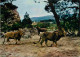 Animaux - Fauves - Lion - Réserve Africaine De Sigean - Zoo - CPM - Voir Scans Recto-Verso - Löwen