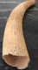 Delcampe - Défense Fossilisée De Phacochère, état Brut, Matière Noble - African Art