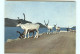 Norvège - Norway - Norge - Animaux - Rennes - Renne - Reinsdyr Pa Nordkappvegen - Reindeer On The North Cape Road - Norway