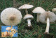 LIBYA 1985 Mushrooms "Macrolepiota Excoriata" (maximum-card) #6 - Champignons