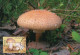 LIBYA 1985 Mushrooms "Amanita Rubenscens" (maximum-card) #15 - Mushrooms