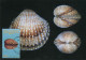 LIBYA 1985 Shells "Cardiidae" (maximum-card) #3 - Conchiglie