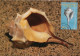 LIBYA 1985 Shells "Muricidae" (maximum-card) #2 - Conchiglie