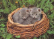 CAT KITTY Animals Vintage Postcard CPSM #PAM546.A - Katten