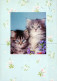 CHAT CHAT Animaux Vintage Carte Postale CPSM #PAM314.A - Chats