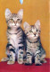 KATZE MIEZEKATZE Tier Vintage Ansichtskarte Postkarte CPSM #PAM310.A - Katten
